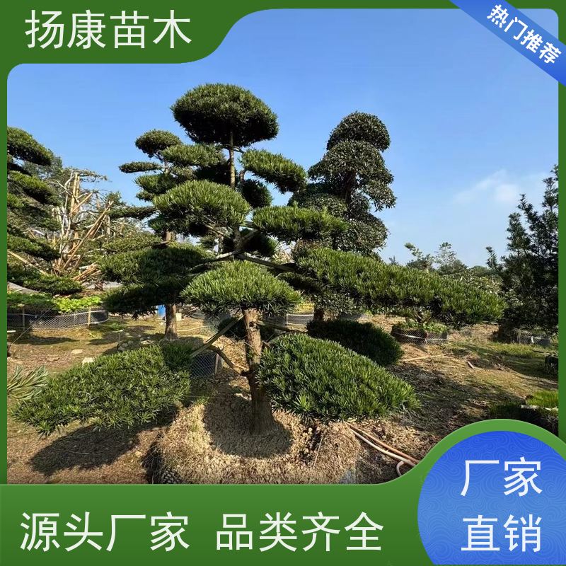 扬康苗木 规格齐全 形状优美 风景绿化树 雀舌罗汉松