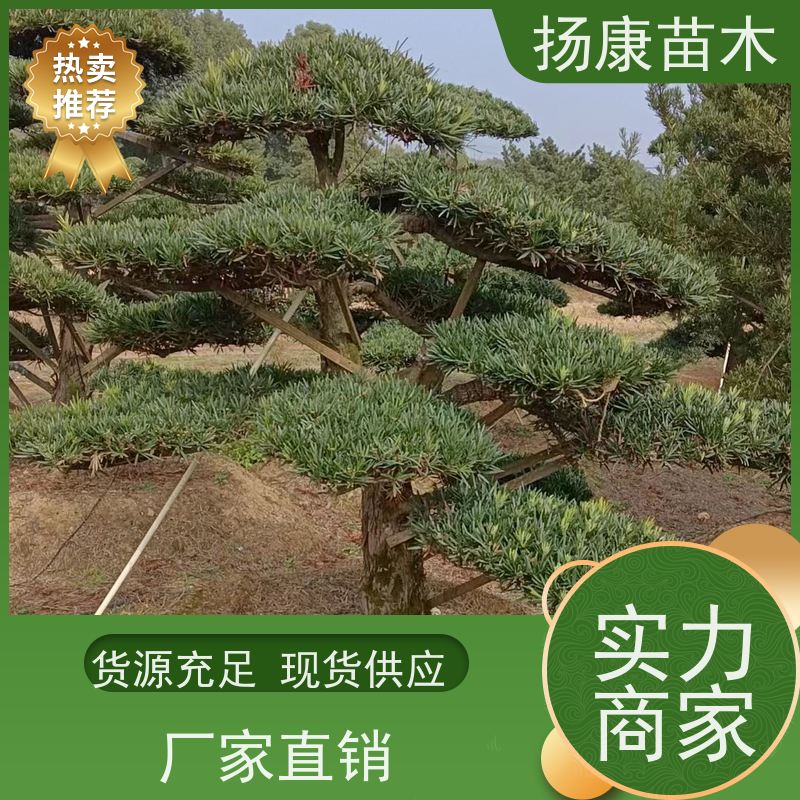 扬康苗木 H1-2米无纺布大袋苗 根须发达易成活 红芽珍珠罗汉松