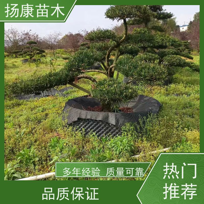 扬康苗木 基地直供 四季常青植物 多种规格可选 10公分罗汉松