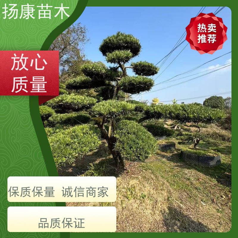 扬康苗木 园林庭院造景植物 成活率高 规格齐全 精品造型罗汉松