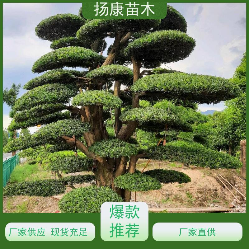 扬康苗木 全国供应 庭院小区景区别墅常绿观花盆栽 10公分罗汉松