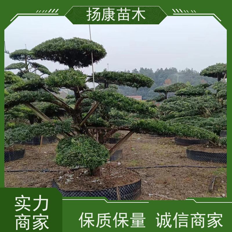 扬康苗木 基地直供 四季常青植物 多种规格可选 红芽珍珠罗汉松