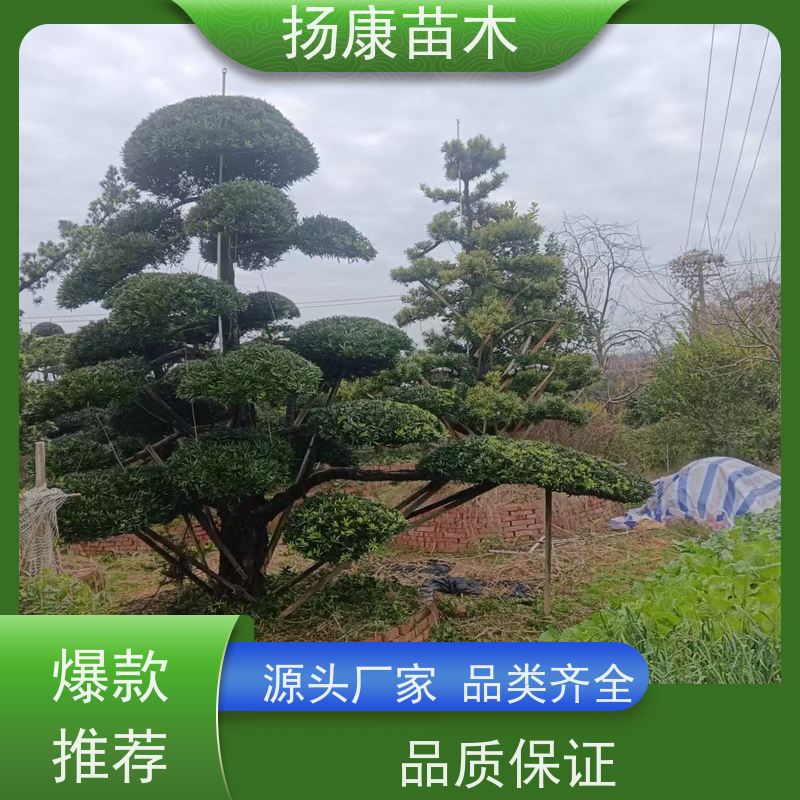扬康苗木 地采购 庭院别墅主景树 品种齐全 小叶罗汉松