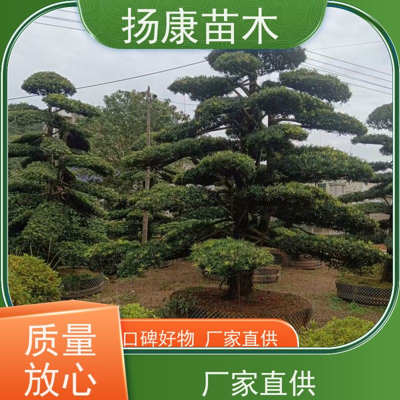 扬康苗木 别墅庭院 工程一站式 带土球发货 30公分罗汉松