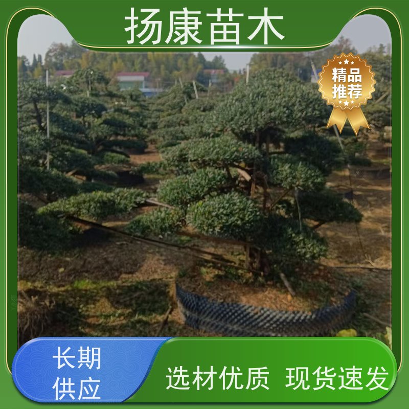 扬康苗木 规格齐全 形状优美 风景绿化树 20公分罗汉松