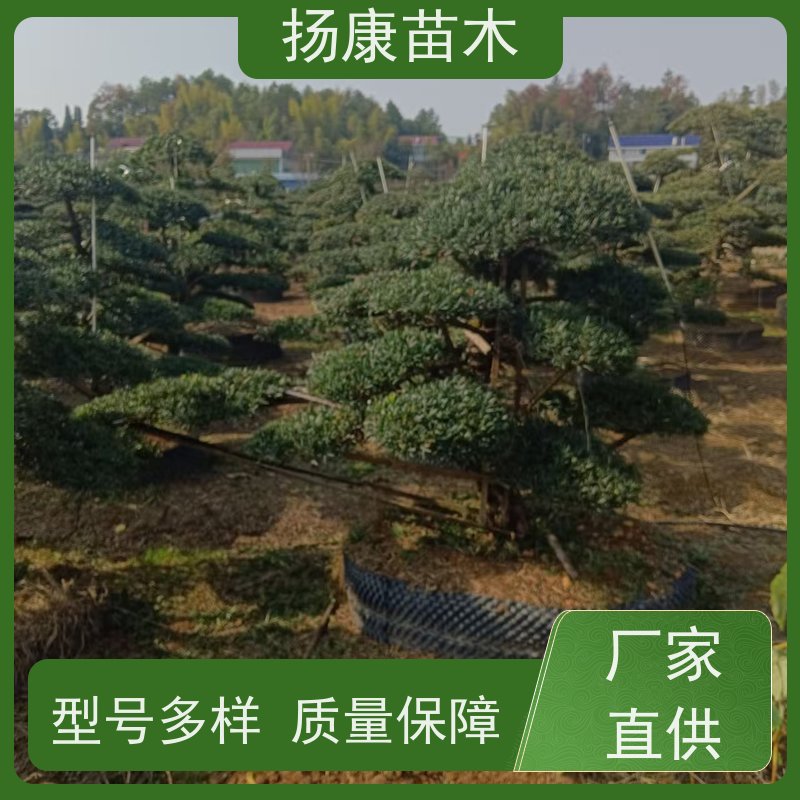 扬康苗木 全国供应 庭院小区景区别墅常绿观花盆栽 小叶罗汉松