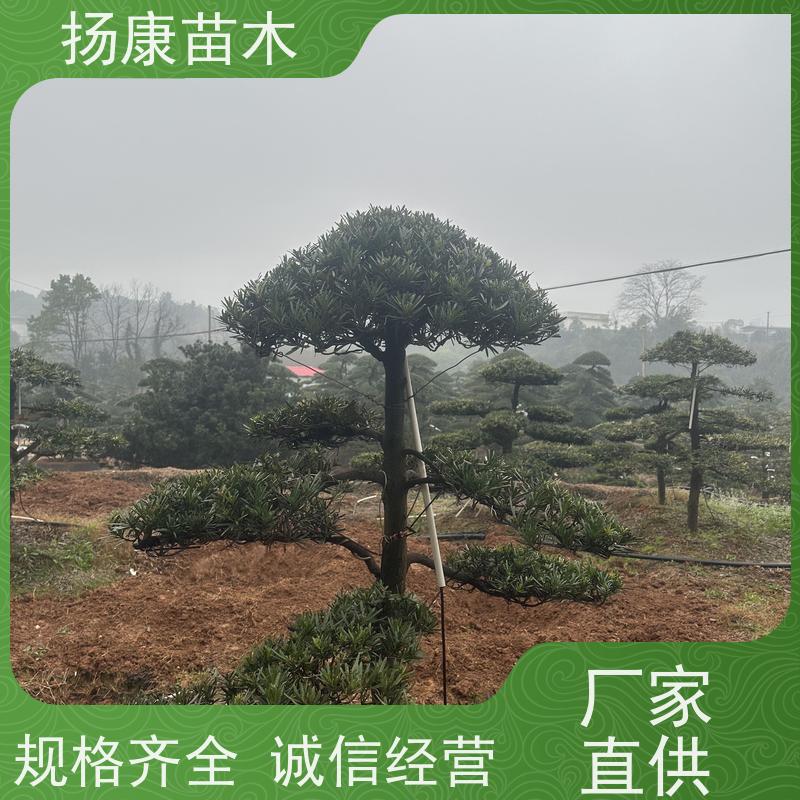 扬康苗木 黑松 迎客松别墅庭院绿化树 30公分罗汉松