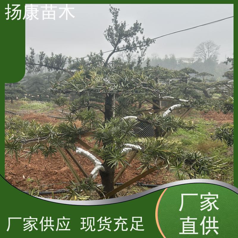 扬康苗木 百亩基地直供 绿意盎然 造型美观 生长旺盛 大叶罗汉松