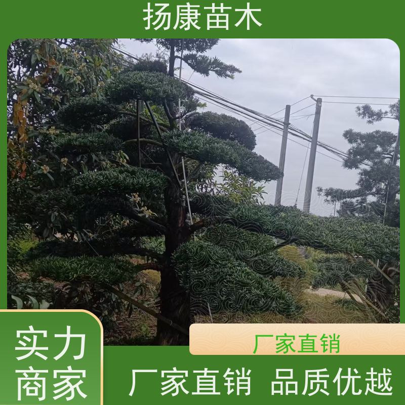 扬康苗木 美观大气 庭院园林造景树 10公分罗汉松