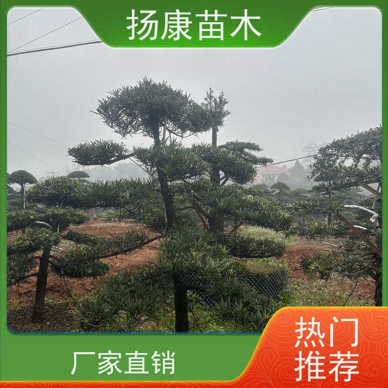 扬康苗木 H1-2米无纺布大袋苗 根须发达易成活 宽叶罗汉松