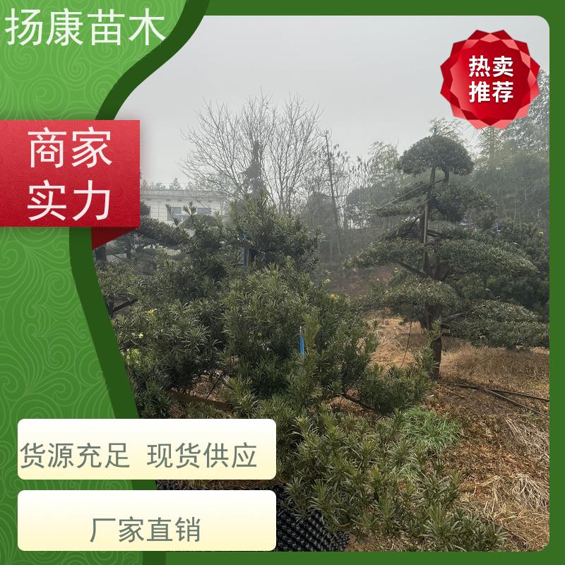 扬康苗木 景区园林绿化用 黑松 别墅庭院风景树 12公分罗汉松