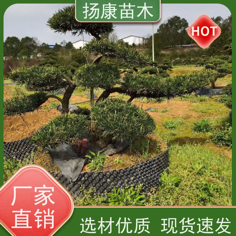 扬康苗木 美观大气 庭院园林造景树 罗汉松毛坯