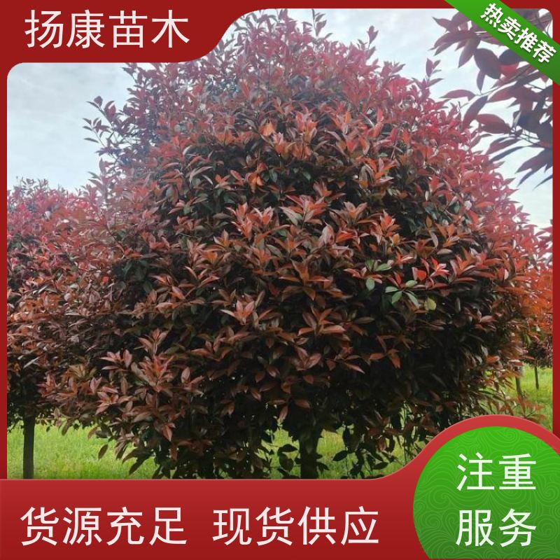 杨康苗木 冠幅1.5米高度2米基地大规格精品苗 精品红叶石楠球