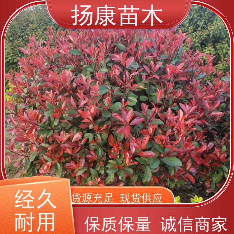 杨康苗木 耐寒耐阴成活率高 种苗基地 1.8米红叶石楠球