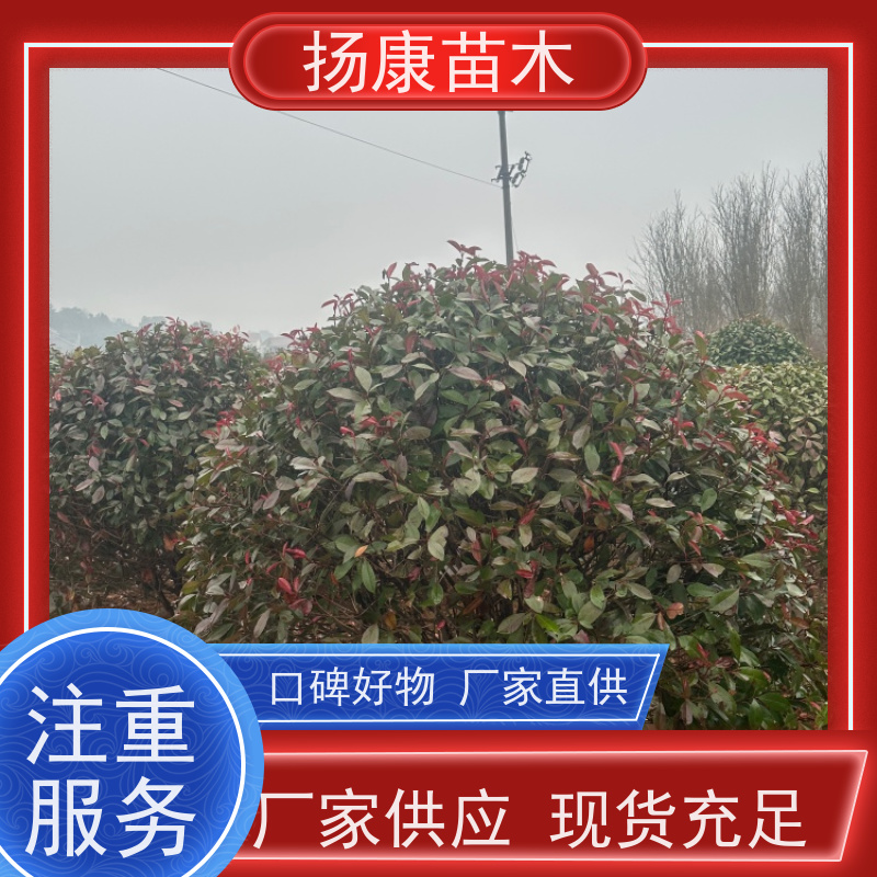 杨康苗木 耐寒耐阴成活率高 种苗基地 2.5米红叶石楠球