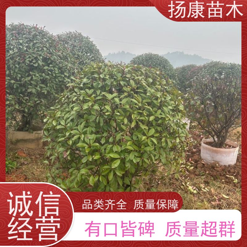 杨康苗木 现挖出售 彩叶工程绿化木易成活 12公分红叶石楠球