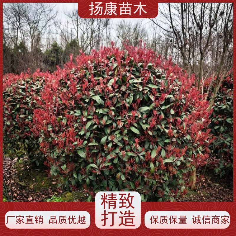 杨康苗木 冠幅饱满 庭院种植 电话咨询 12公分红叶石楠球