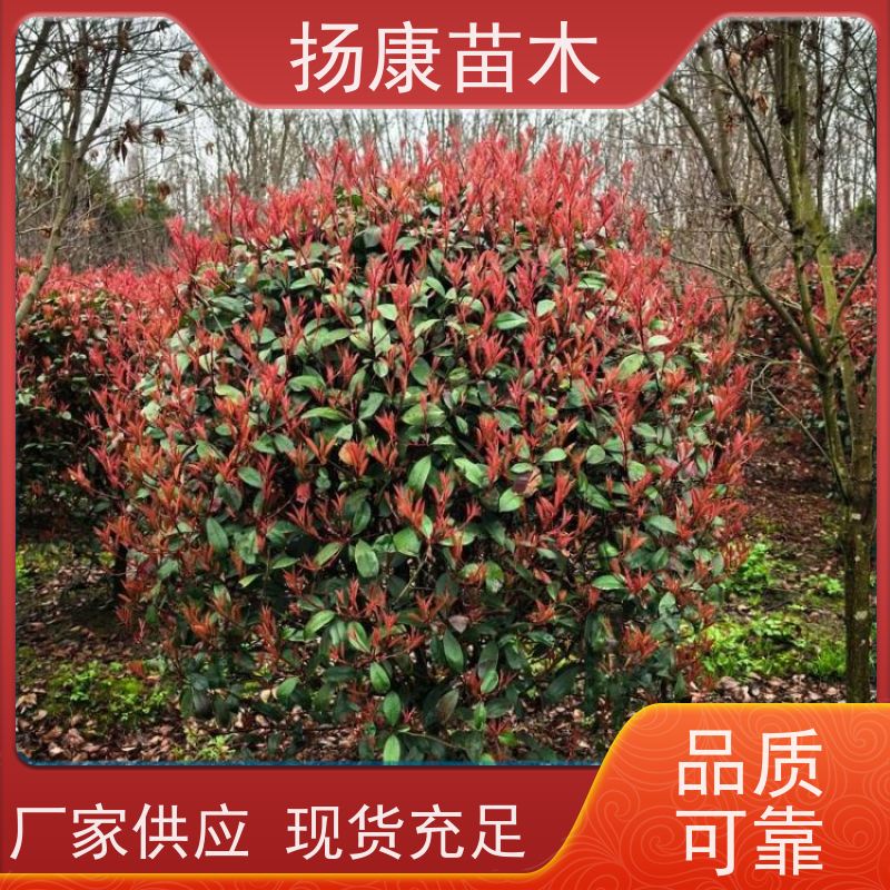杨康苗木 彩叶工程绿化苗木 易成活 1.5米红叶石楠球