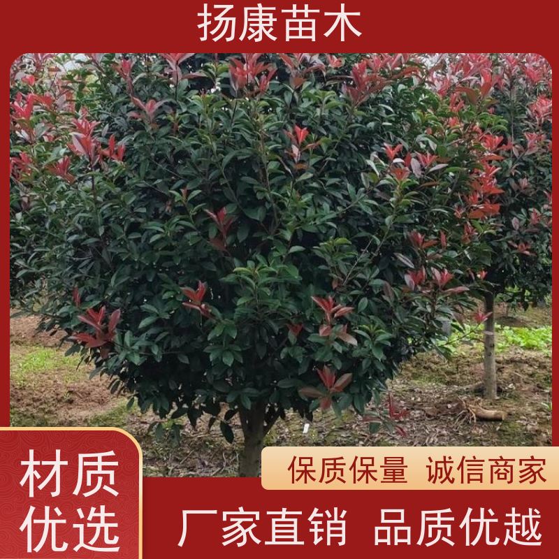 杨康苗木 80-200cm 耐阴耐旱 适应性强 2.5米红叶石楠球