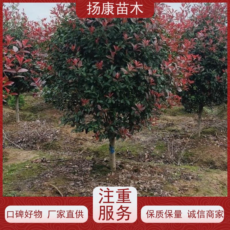 杨康苗木 城市绿化种植苗道路色块彩篱 易成活 红叶石楠球苗
