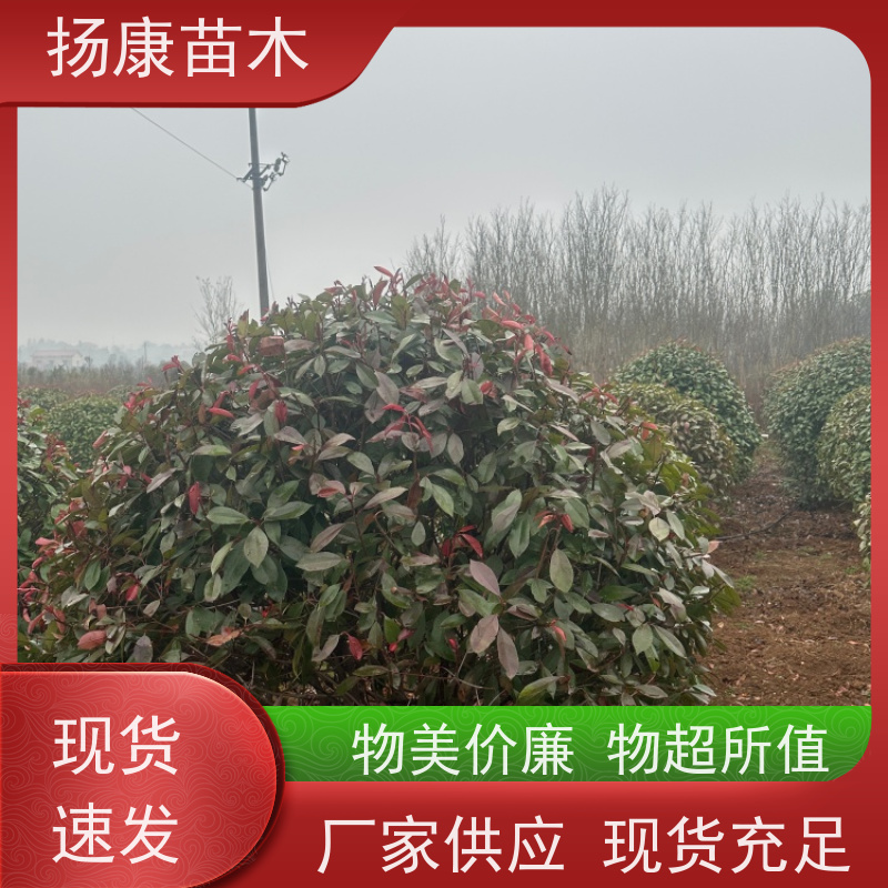 杨康苗木 苗圃基地现挖出售指苗发货专车配送 1.8米红叶石楠球