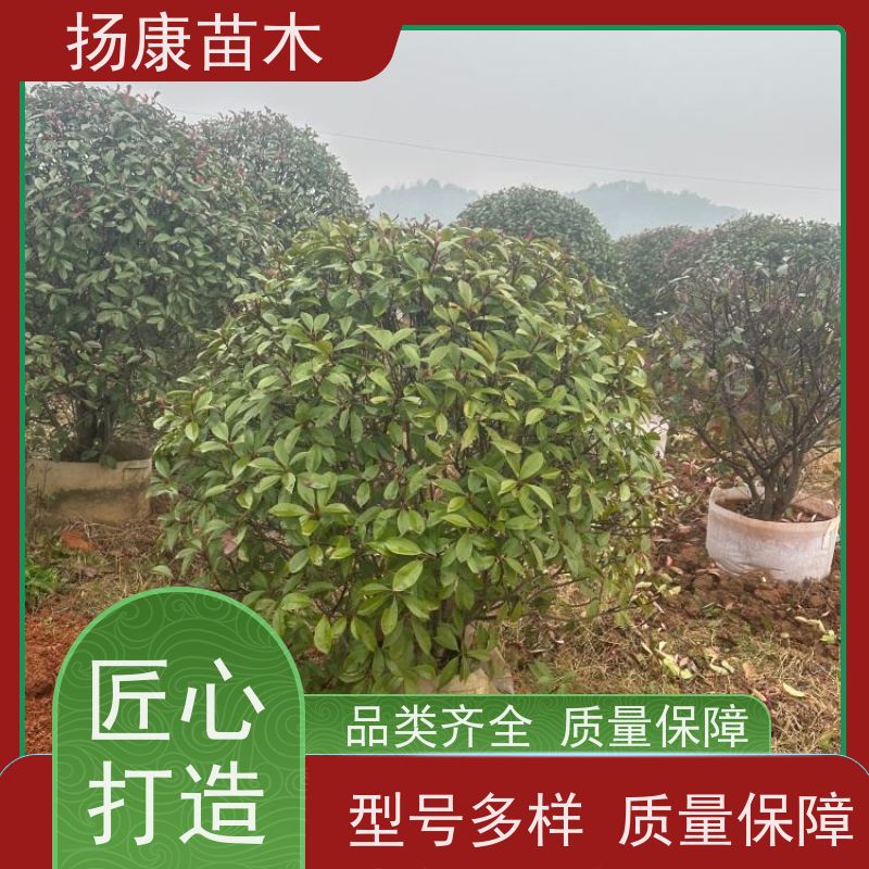 杨康苗木 耐寒耐阴成活率高 种苗基地 1.5米红叶石楠球