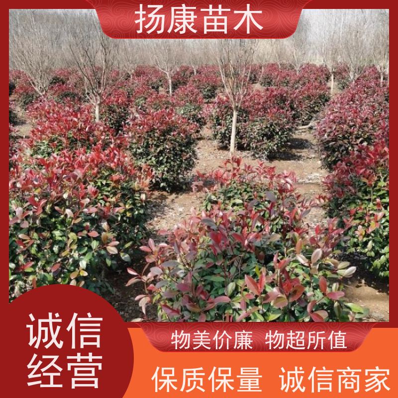 杨康苗木 冠幅饱满 景区园林绿化工程观赏球 2.5米红叶石楠球