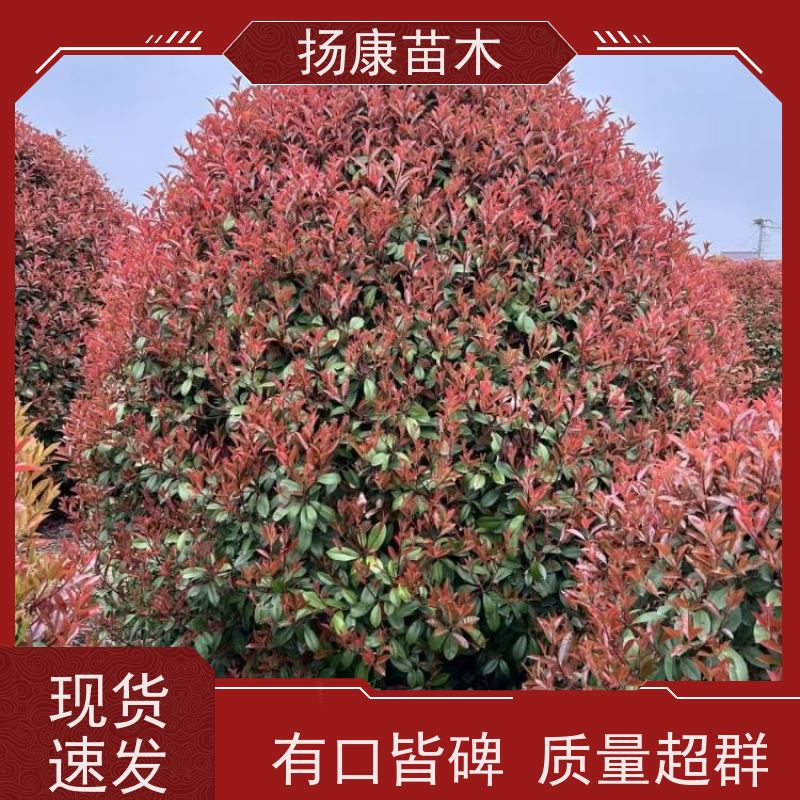 杨康苗木 冠幅饱满 景区园林绿化工程观赏球 5公分红叶石楠球