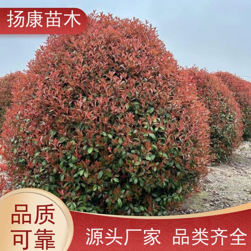 杨康苗木 冠幅饱满 庭院种植 电话咨询 2.5米红叶石楠球