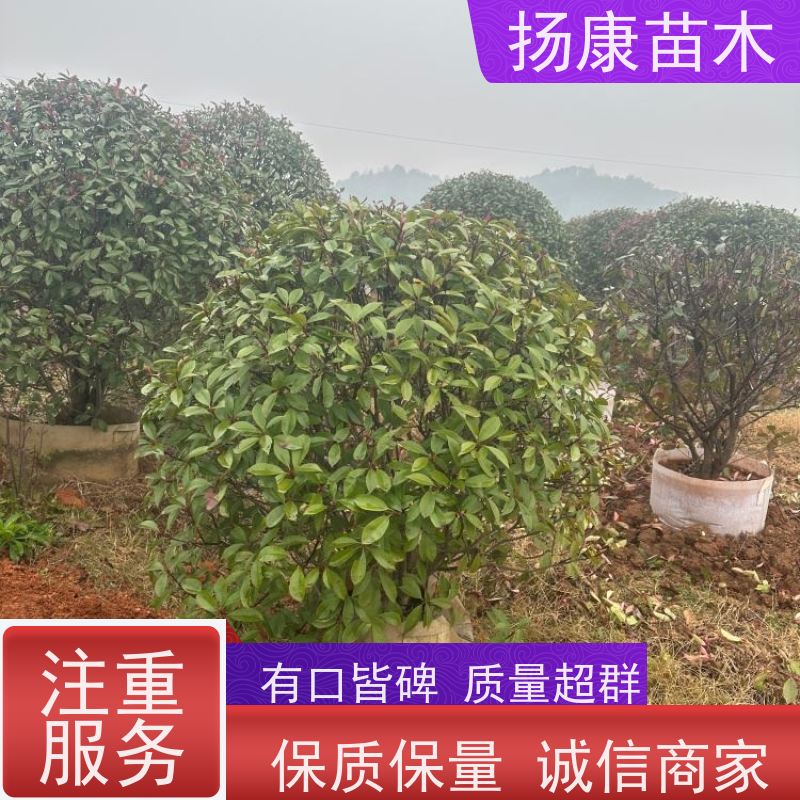 杨康苗木 园林彩叶苗木 球类观赏植物 景区色块苗 1.8米红叶石楠球