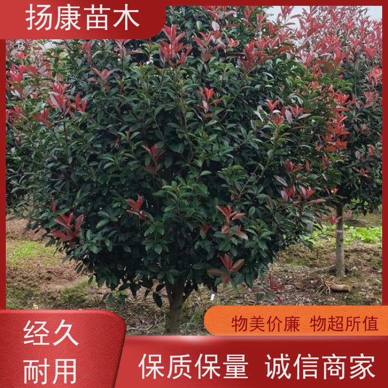 杨康苗木 常绿观叶灌木 双色叶 本地苗圃种植 5公分红叶石楠球