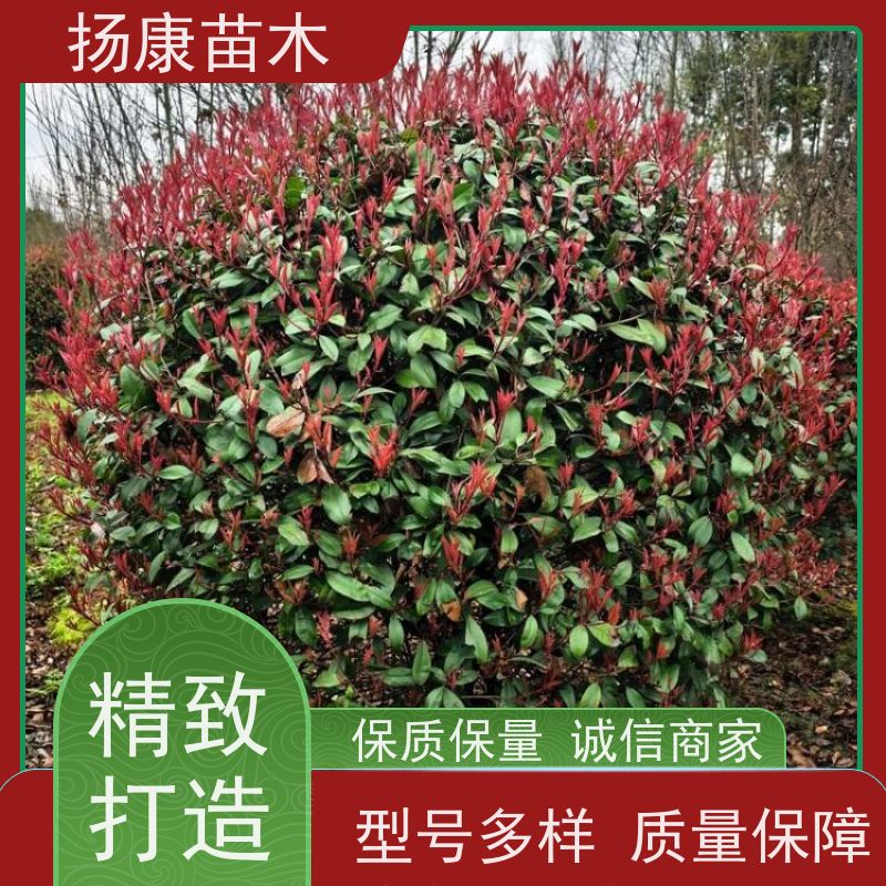 杨康苗木 冠幅饱满 景区园林绿化工程观赏球 10公分红叶石楠球