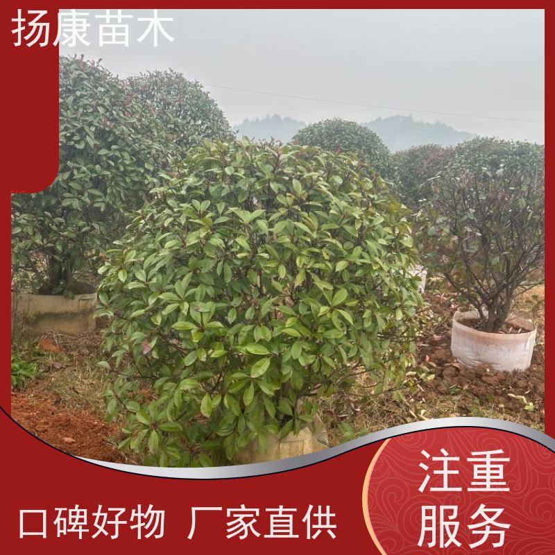 杨康苗木 庭院小区公园观赏绿化种植 源头批发 3公分红叶石楠球