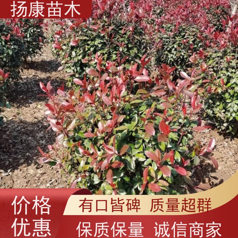 杨康苗木 四季常青庭院绿化篱笆 规格齐全 1.8米红叶石楠球