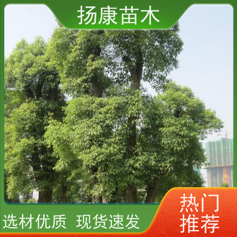 扬康苗木 景区园林行道风景绿化工程苗 精品香樟树 
