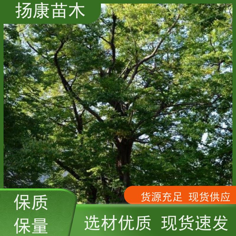 扬康苗木 园林基地直供 规格齐全 13公分香樟树