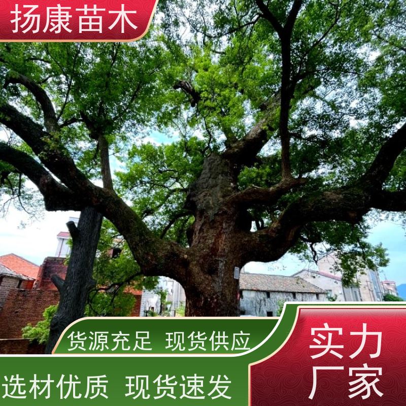 扬康苗木 城市乡镇行道风景庭荫防护树 基地直供 25公分香樟树 