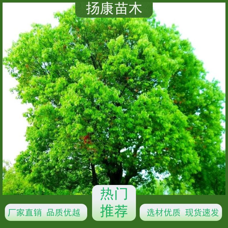 扬康苗木 冠幅饱满树形优美 四季常绿 6公分香樟树