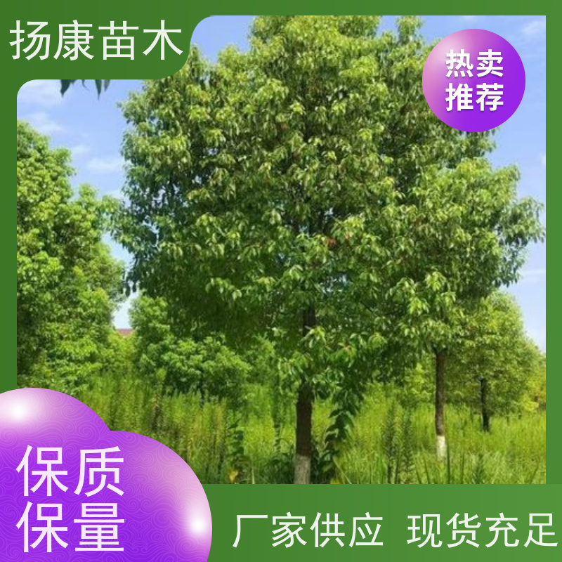扬康苗木 景区园林行道风景绿化工程苗 11公分香樟树