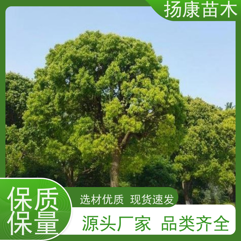 扬康苗木 冠幅饱满树形优美 四季常绿 35公分香樟树 