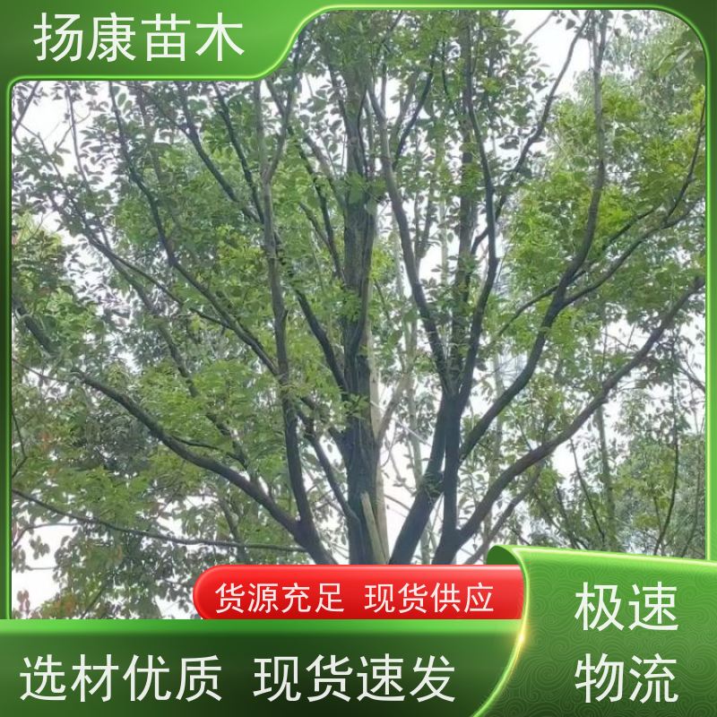 扬康苗木 城市乡镇行道风景庭荫防护树 基地直供 13公分香樟树