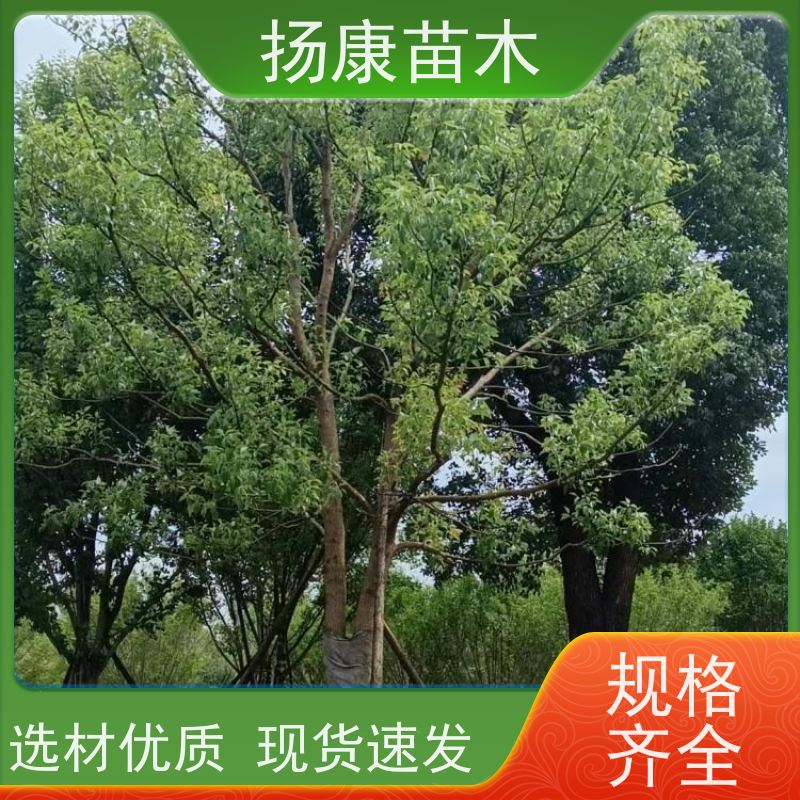 扬康苗木 大小规格齐全 景区道路园林绿化工程树种 11公分香樟树