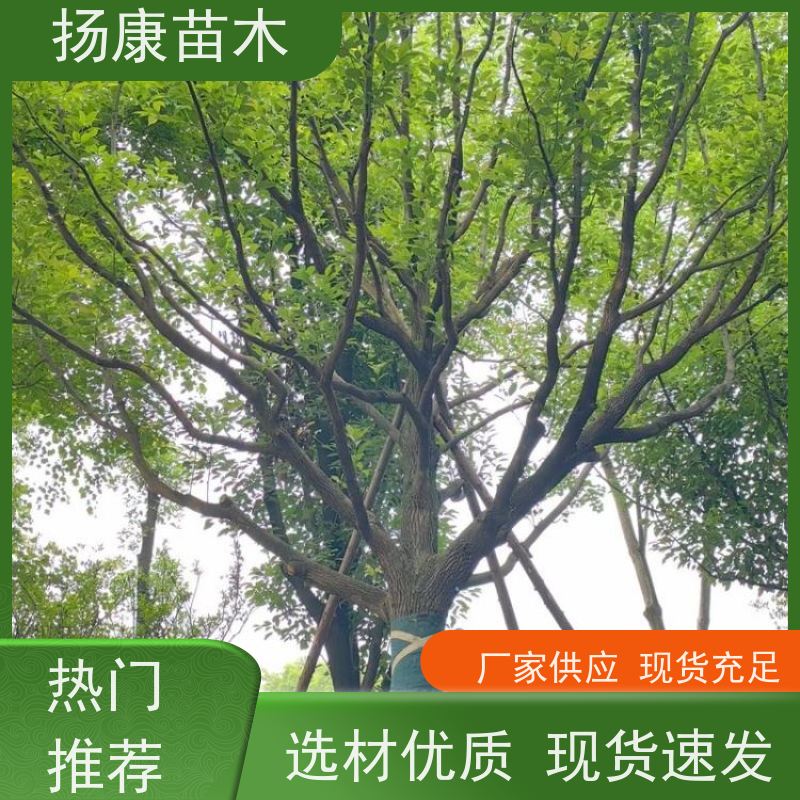 扬康苗木 大小规格齐全 景区道路园林绿化工程树种 25公分香樟树 