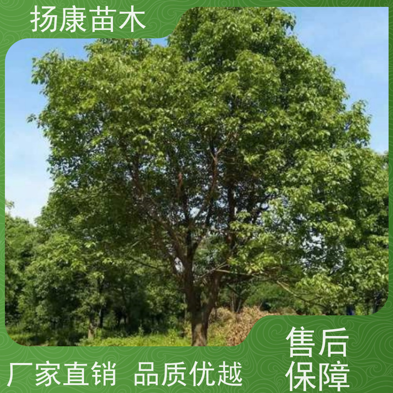 扬康苗木 冠幅饱满树形优美 四季常绿 13公分香樟树