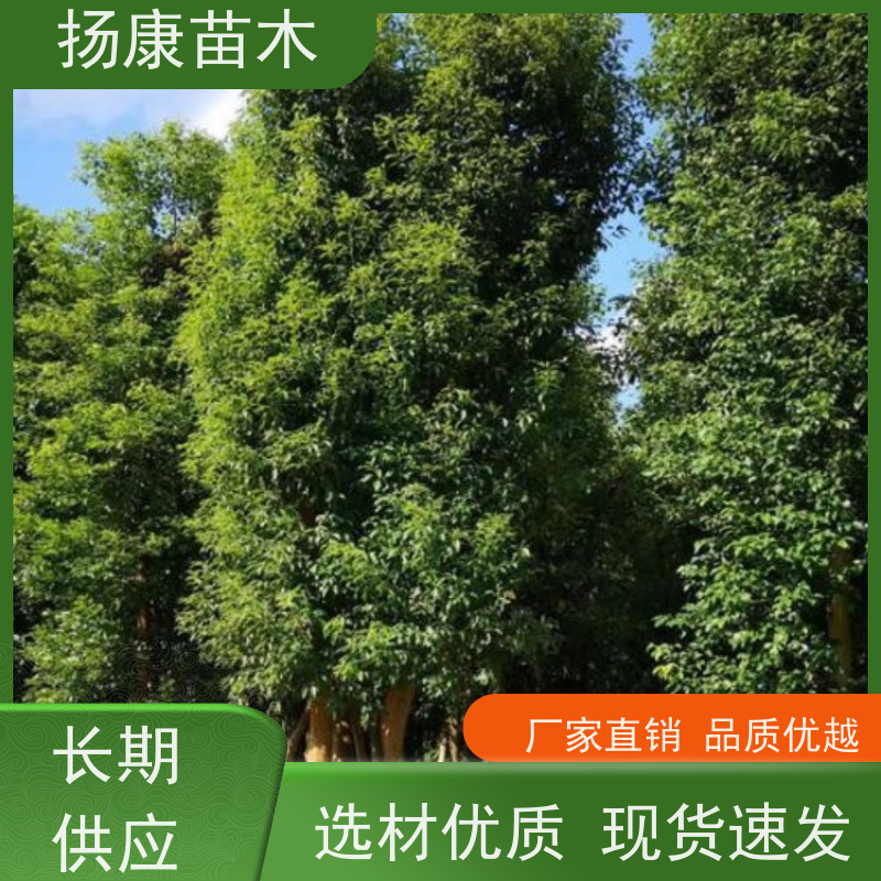 扬康苗木 城市乡镇行道风景庭荫防护树 基地直供 香樟树木