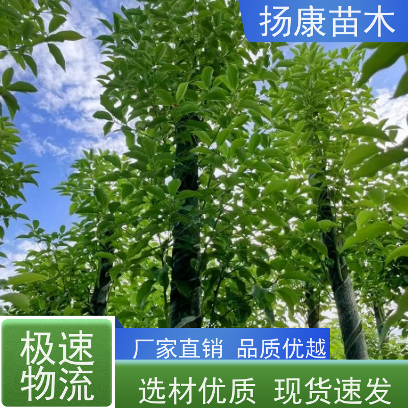 扬康苗木 园林绿化工程植物多杆移栽种植 基地直发 20公分香樟树