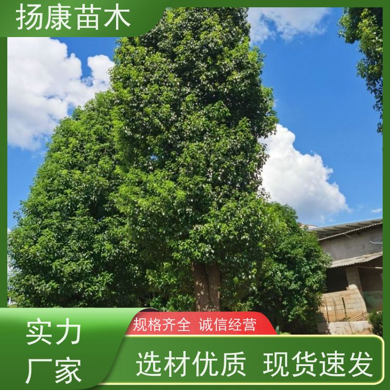 扬康苗木 全冠移植 园林绿化风景树 20公分香樟树