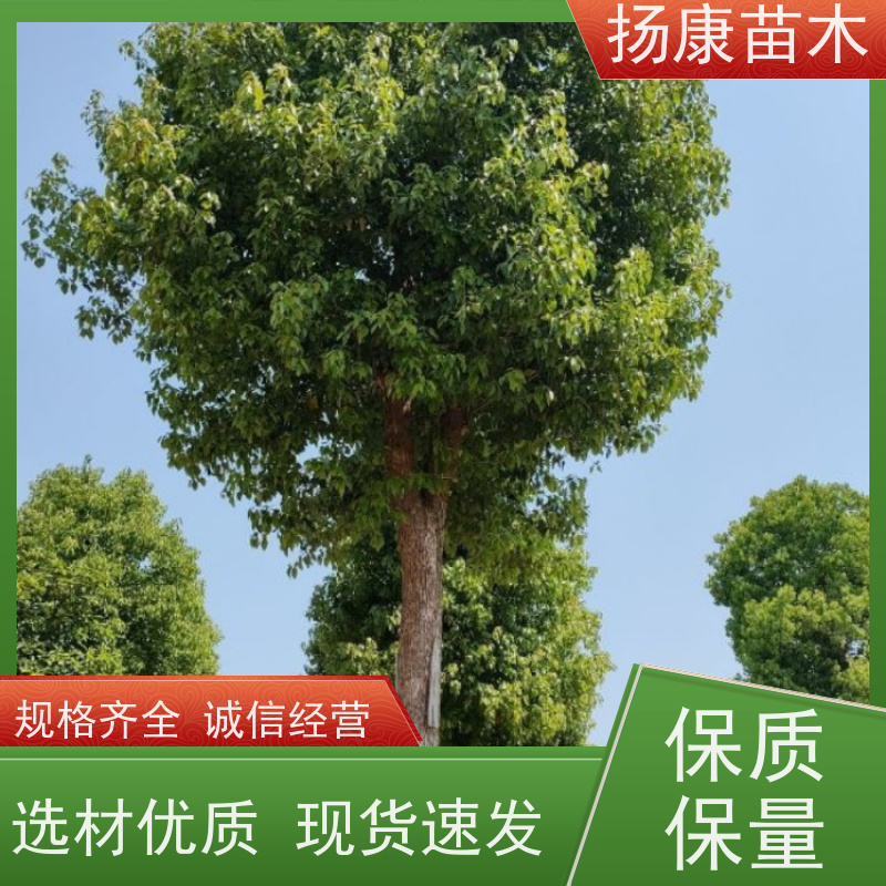 扬康苗木 高度3-12米 胸径3-15公分规格齐全 香樟树木