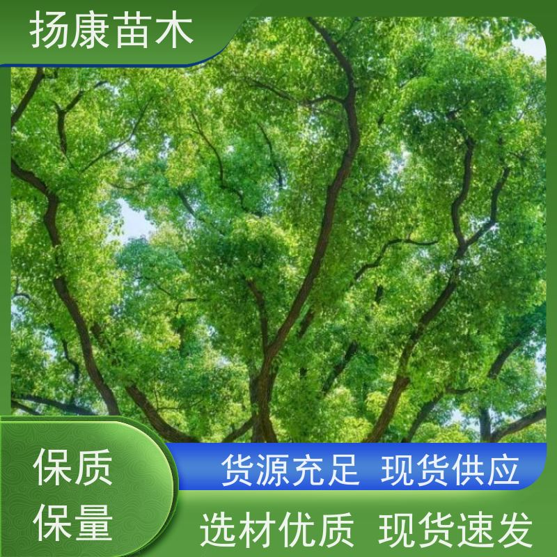 扬康苗木 高度3-12米 胸径3-15公分规格齐全 10公分香樟树