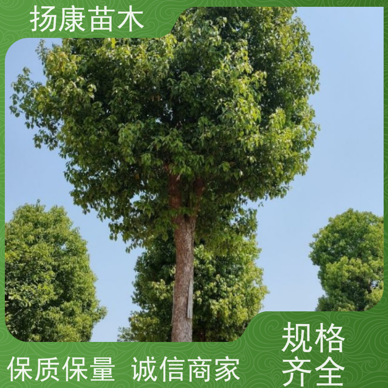 扬康苗木 城市乡镇行道风景庭荫防护树 基地直供 丛生香樟树